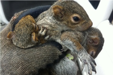 Squirrels babies